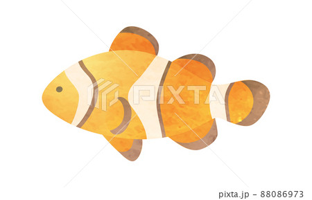 カクレクマノミのイラスト素材