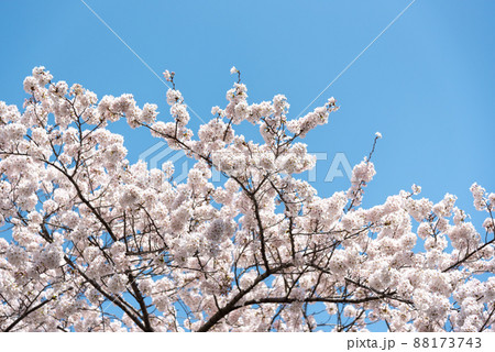春、満開の桜と青空のイメージ