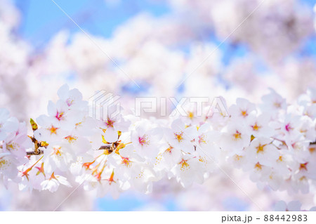 高画質 桜 さくら 写真の写真素材 - PIXTA