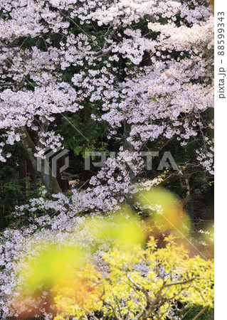 石楠花の写真素材 - PIXTA