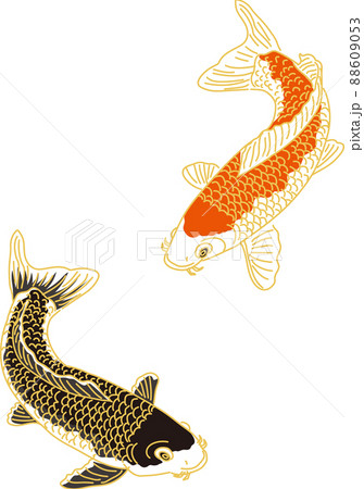 コイ 淡水魚 錦鯉 魚のイラスト素材 - PIXTA