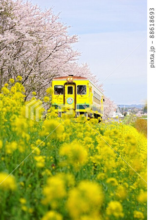 いすみ鉄道 菜の花 鉄道 風景の写真素材 - PIXTA