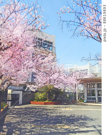 春 校庭 桜 学校のイラスト素材
