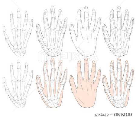 有鉤骨 手根骨のイラスト素材