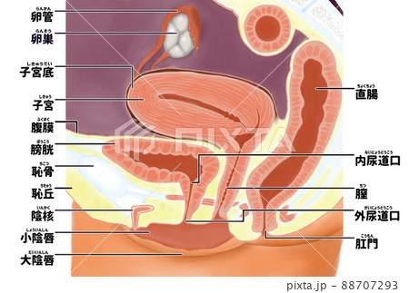 子宮 断面図 女性 女性生殖器のイラスト素材 - PIXTA