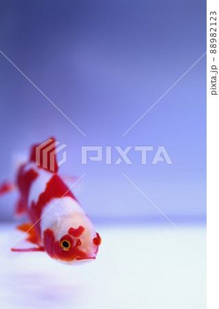 金魚の写真素材集 ピクスタ