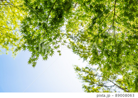 美しい新緑のもみじと青い空のイメージ