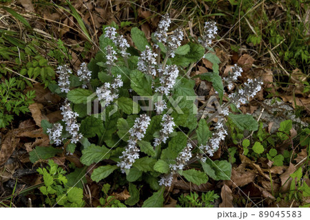 花 十二単 山野草の写真素材