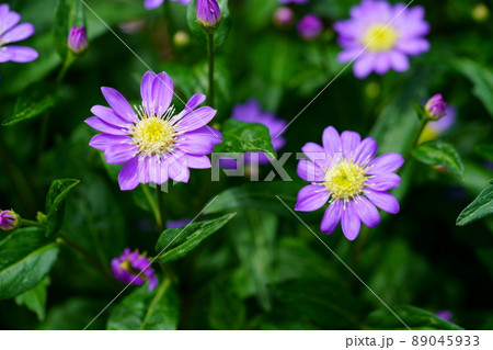 ミヤコワスレ 花畑 花 自然の写真素材