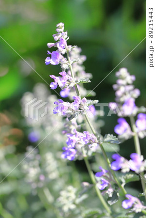 ミント 花 ハーブ 薄紫の写真素材