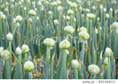 葱坊主の写真素材 - PIXTA