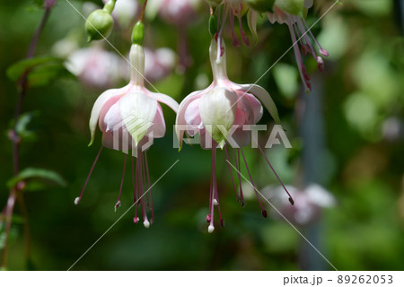 凛とした花の写真素材
