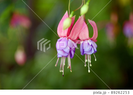 凛とした花の写真素材