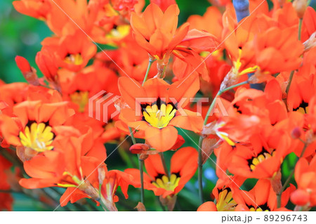 オレンジ色の花 多年草の写真素材