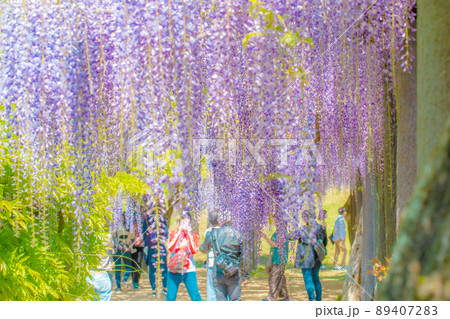 のぼり藤の写真素材