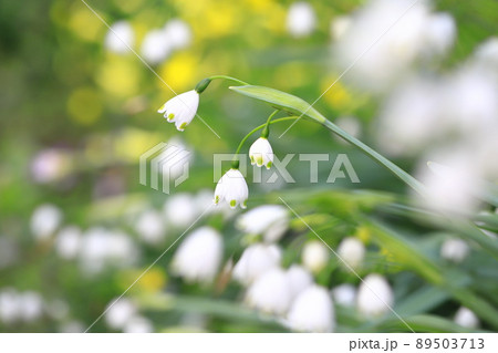 スズランに似た花の写真素材