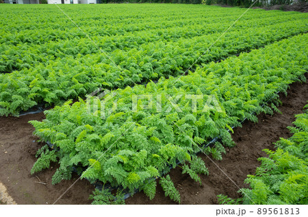 収穫を控えた人参畑のイメージ