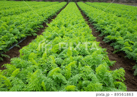 収穫を控えた人参畑のイメージ