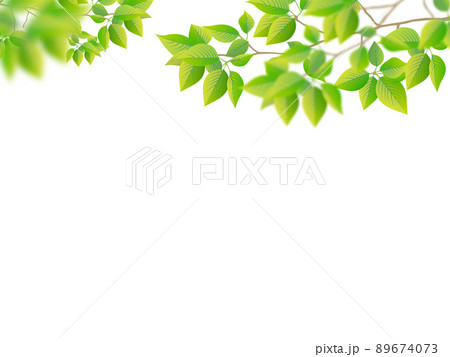 若葉 芽のイラスト素材集 ピクスタ