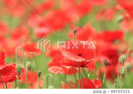 コクリコ 植物 花の写真素材