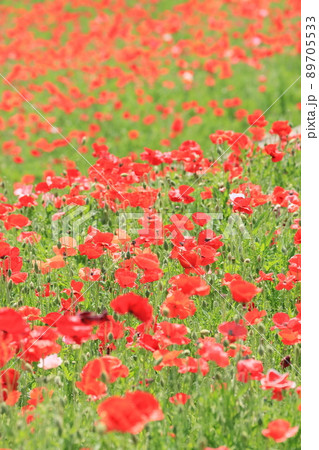 コクリコ 植物 花の写真素材