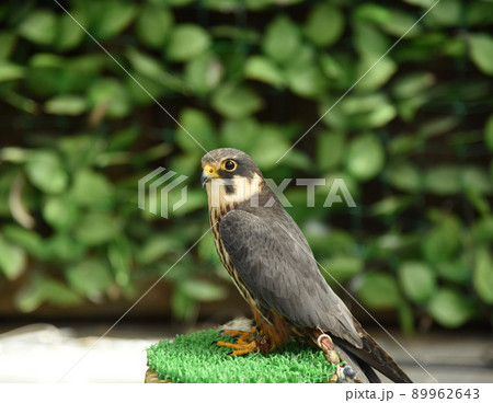 動物 鳥 ハヤブサ ラナーハヤブサの写真素材