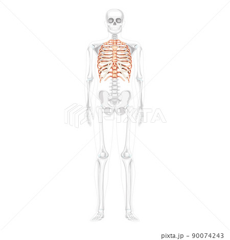 骸骨 手 デザイン 柄のイラスト素材