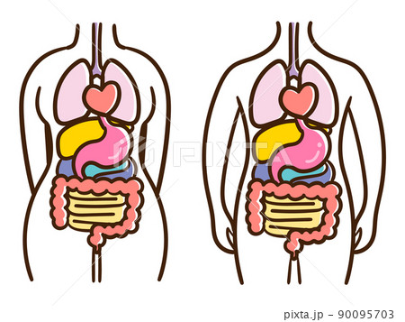 体 人体 イラスト かわいいのイラスト素材