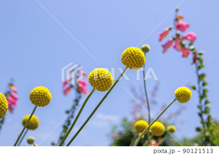 花 黄色い花 丸い花 ゴールドスティックの写真素材