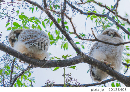 幸運を呼ぶ動物の写真素材