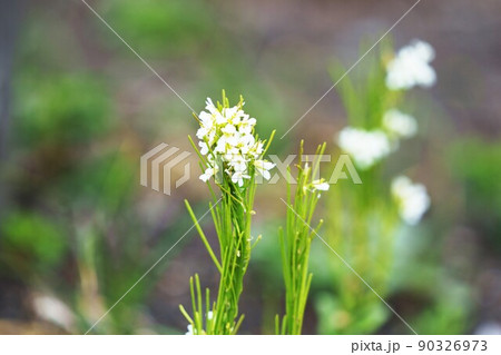 北海道 春の花 白い花 野の花の写真素材