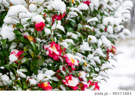 椿 雪椿 冬 降雪の写真素材 - PIXTA