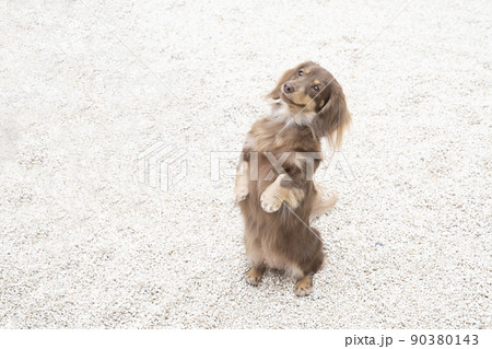 ミニチュアダックスフンド 犬 動物 立つの写真素材