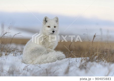 ツンドラ気候の写真素材