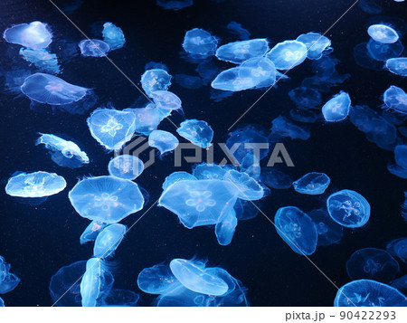 クラゲ 軟体動物 透明 かわいいの写真素材