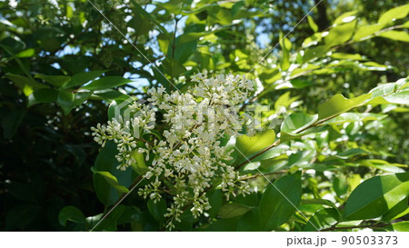 タマツバキの写真素材 - PIXTA