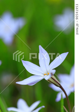 植物 雑草 白い花 小花の写真素材