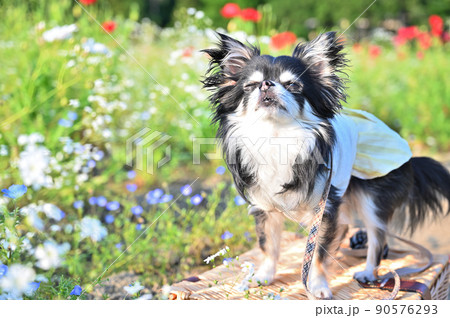 犬 白い犬 ネモフィラ バスケットの写真素材 犬 白い犬 ネモフィラ バスケットの写真素材