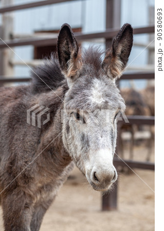 馬 ロバ ラバ 動物の写真素材