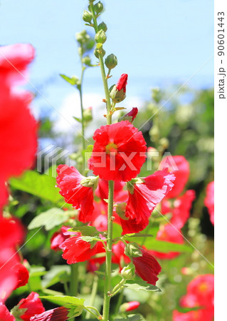 コケコッコ花 多年草 アオイ科 タチアオイの写真素材