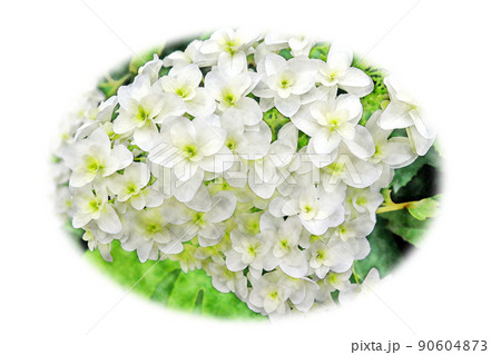 カシワバアジサイ と 百合の開花 | そよ風と水彩画と