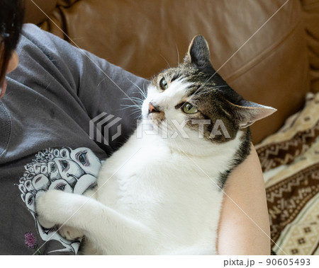 猫 ネコ 抱っこ 抱くの写真素材