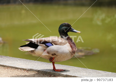 片足立ち 鳥の写真素材