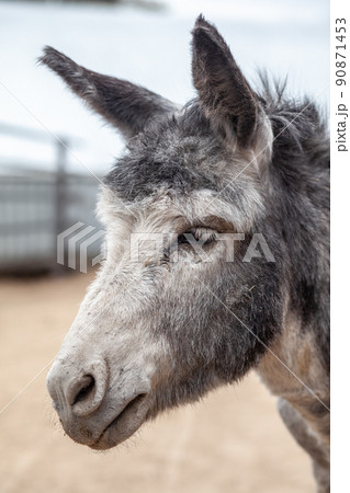 馬 ロバ ラバ 動物の写真素材