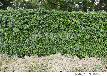 ヒイラギモクセイ 生垣 常緑樹 モクセイ科の写真素材