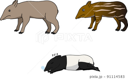 バク 動物 イラスト 素材の写真素材