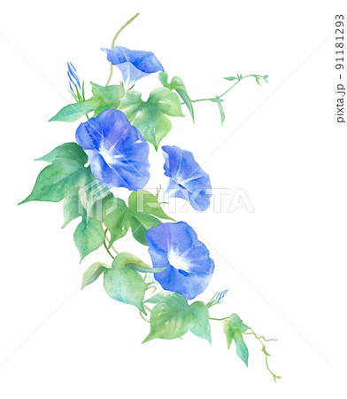 朝顔のイラスト素材集 ピクスタ