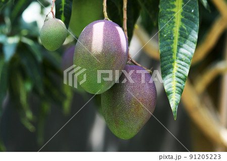 マンゴー ウルシ科 マンゴー属 果物の写真素材