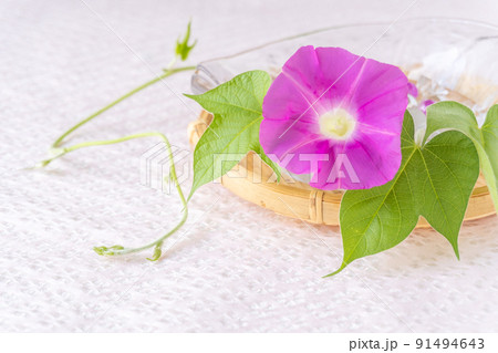 アサガオ 花 朝顔 生花の写真素材