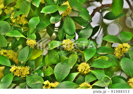 モチノキ 花 もちのき モチノキの花の写真素材